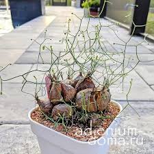 Image result for Schizobasis intricata