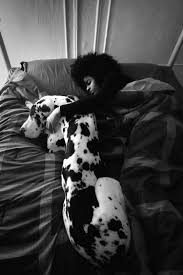 It is thought that early ancestors of the breed were certain breeds of pointers and a spo. What Life In New York City Looks Like With A Great Dane The New Yorker