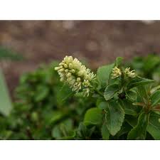 Image result for Iteaceae