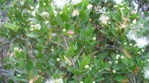 Image result for Lythraceae