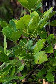 Image result for Searsia longipes