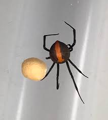 boxing day nightmare as family discover giant redback the