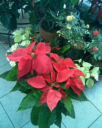 Chinese public supports tiger trade ban: Six Facts About Poinsettias Networx