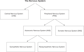 The nervous system maintains internal order within the body by coordinating the activities of muscles and organs, receives input from sense organs, trigger reactions, generating learning and understanding, and providing protection from danger. Sage Books Biological Psychology