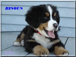 RÃ©sultat de recherche d'images pour "gif chien humour"