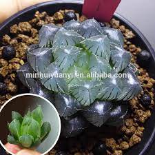 We did not find results for: Succulent Plant Of Haworthia Cooperi Var Pilifera Buy Live Succulents Cactus Plants Succulent Plants Product On Alibaba Com
