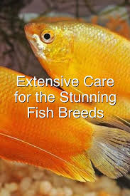 Extensive Care Guide For The Stunning Gourami Fish Breeds Fish Breeding Fish Breeds