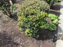 Common names in english include yew plum pine, buddhist pine, and fern pine. Podocarpus Macrophyllus Buddist Pine Chinese Yew Fern Pine Japanese Yew Podocarpus Shrubby Shrubby Yew Podocarpus Southern Yew Yew Pine Yew Plum Pine North Carolina Extension Gardener Plant Toolbox