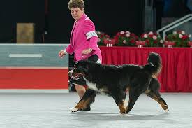 Maybe you would like to learn more about one of these? Bernese Mountain Dog Dog Breed Information