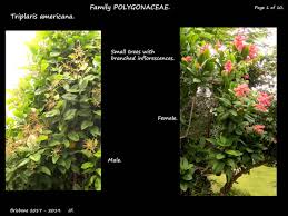 Image result for Triplaris americana