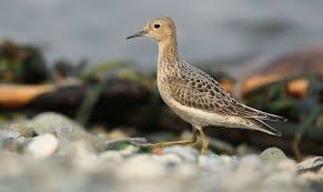 Image result for Lijndenia sp. cf barteri