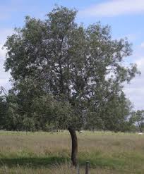 Image result for Atalaya alata