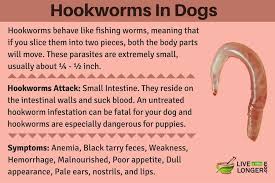 Pin On Dog S