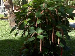 Image result for Amaranthus dubius