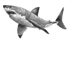 Showing how to draw a realistic great white shark. Great White Shark Drawing By Nick Norton