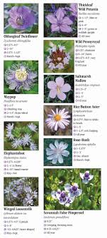 Purple flowers in central florida. Wildflowers Of Central Florida Quick Reference Publishing