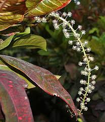 Image result for Codiaeum