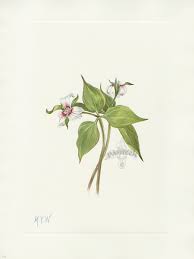 Visual art of the united states or american art is visual art made in the united states or by u.s. Antique Prints Of Painted Trillium From Walcott North American Wild Flowers 1925