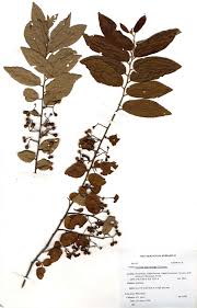 Image result for Grewia microcarpa