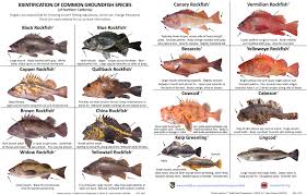 Identification Of Common Groundfish Species Of Northern