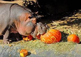 Hippopotamus Los Angeles Zoo Halloween Zoo Kids Attractions Halloween Event