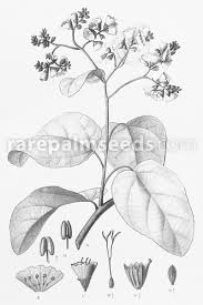 Image result for Odontosoria africana