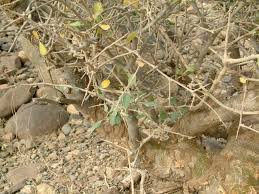 Image result for Corbichonia decumbens