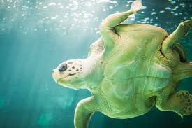 Image result for Micromeria imbricata