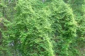 Image result for Cardiospermum grandiflorum