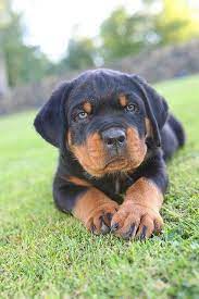Green Eyed Rottweiler Puppy What A Sweetie All My Rotties Have Been Rescues So I Have Never Had A Puppy I Will Collec Rottweiler Puppies Dog Breeds Puppies