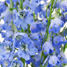 On the other hand, deep blue flowers like irises or orchids can make a. Light Blue Delphinium Flower Fiftyflowers Com