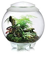 14 Stunning Closed Terrarium Plants You Will Love Smart Garden Guide In 2020 Closed Terrarium Plants Terrarium Plants Terrarium