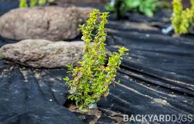 Garden weeds can be the bane of a gardener's existence. How To Keep Weeds Out Of Flower Beds Backyarddigs