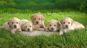Tons of awesome cute wallpapers to download for free. Awesome Cute Free Wallpaper Id 295722 For Full Hd 1080p Computer