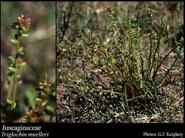 Image result for Juncaginaceae
