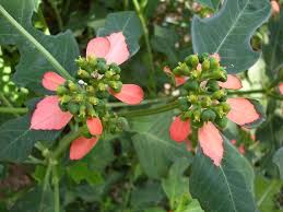 Image result for Euphorbia heterophylla