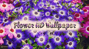 Flower hd phone wallpapers download free background images collection, high quality beautiful flowers wallpaper for your mobile phone. Beautiful Flowers Images Free Download Flower Wallpaper Images