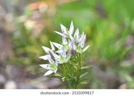Image result for Swertia eminii