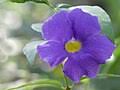 Image result for Thunbergia mildbraediana