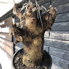 Image result for Xerophyta trichophylla