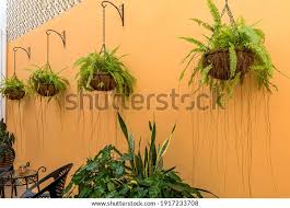 Hermosas Plantas De Helechos Colgantes En Foto De Stock Editar Ahora 1917233708