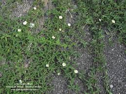 Image result for Merremia quinquefolia