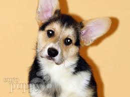 To relinquish a corgi should you have a corgi you must give up, you will first be asked if you have contacted the breeder (all members of the pwcca must assist you when they are the breeder). Corgi Puppies For Sale In Nh L2sanpiero