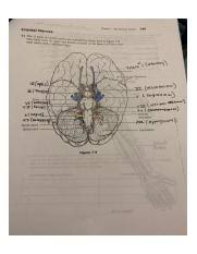 In this lesson i introduce you to the 12 cranial nerves! 140 Jpg 140 Anatomy Physiology Coloring Workbook 17 Figure 7 4 Is A Diagram Of The Sagittal View Of The Human Brain First Match The Letters On The Course Hero