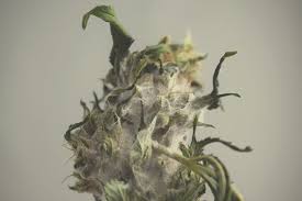 Also i have herd that spraying your plants with diluted milk could help remove powdery mildew or even better whey. How To Prevent And Treat Cannabis Mould Infestations Rqs Blog