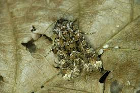 Image result for Hadena perplexa