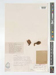 Image result for Thonningia