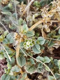 Image result for Limeum