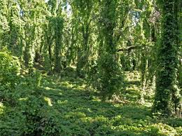 Image result for Dolichandra unguis-cati