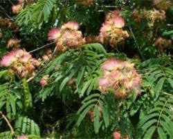 Image result for Albizia zimmermannii